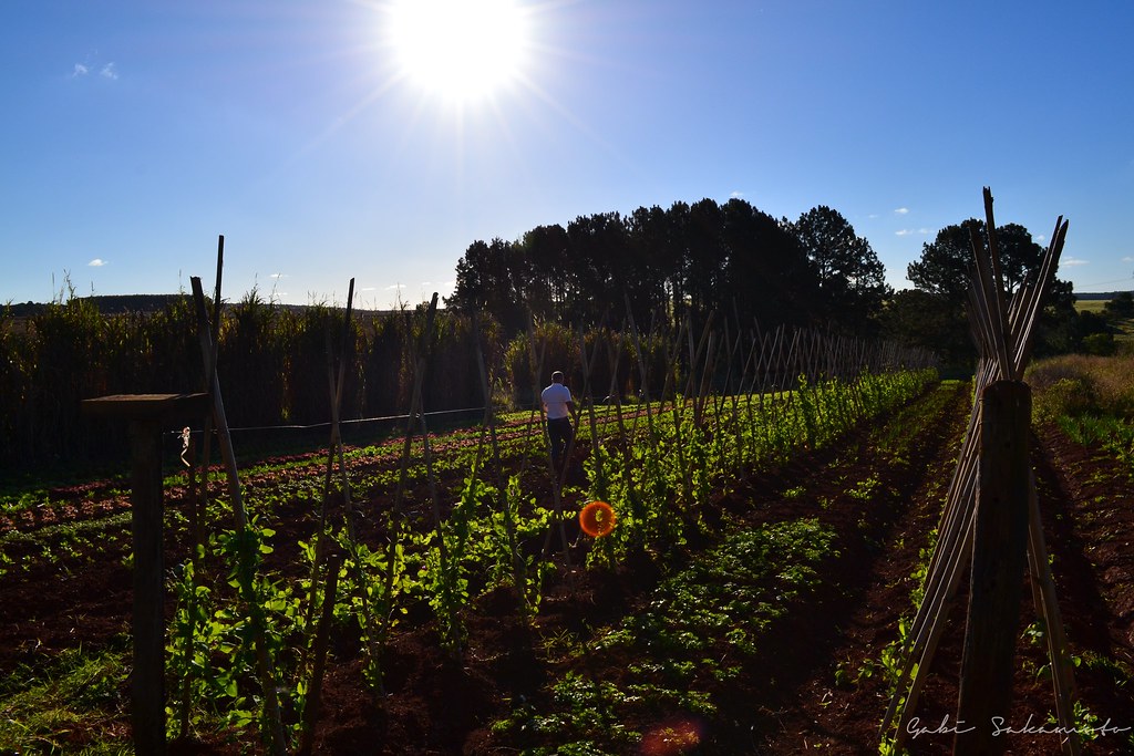 agricultura