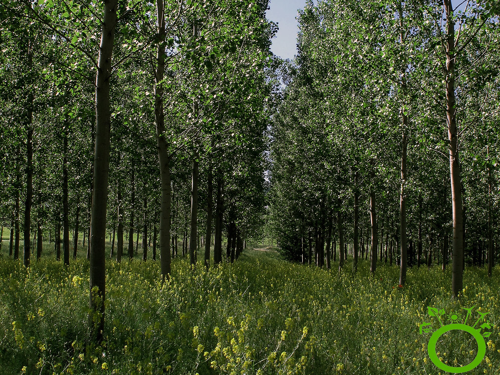 arboles